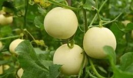 吃瓜 今日吃瓜51,揭秘娱乐圈最新热点事件